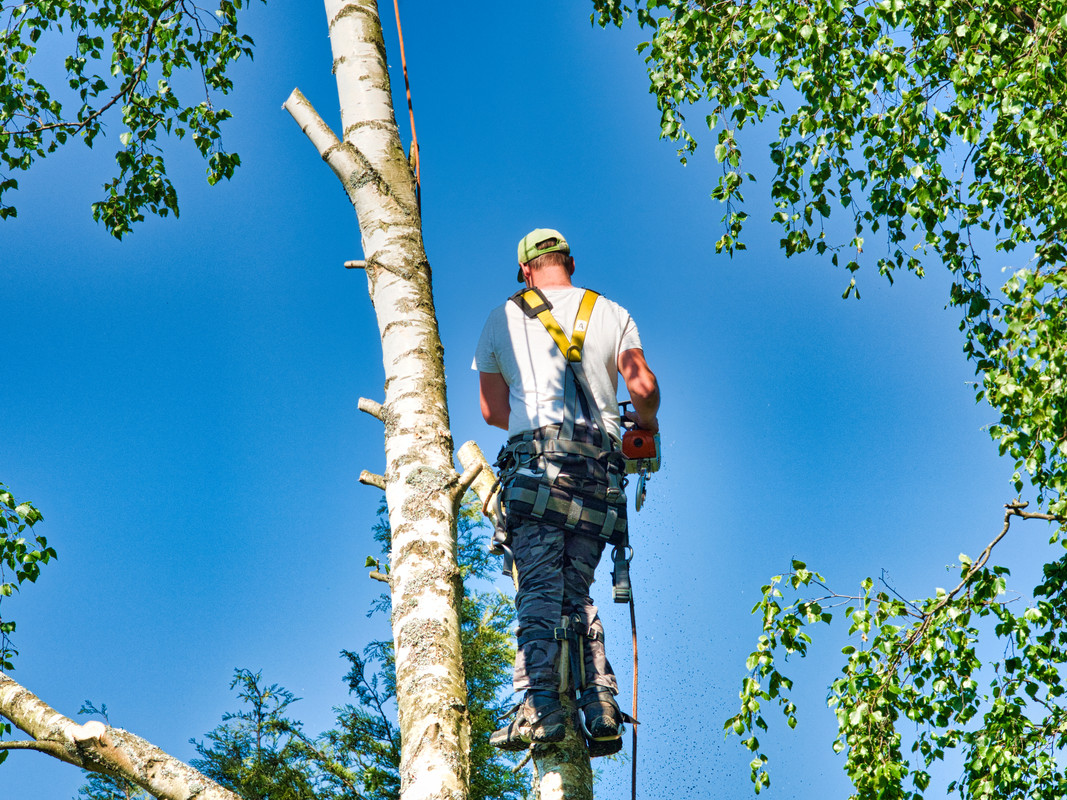 The Cost Of Tree Trimming